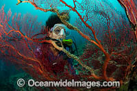 Diver and Fan Coral Photo - Gary Bell
