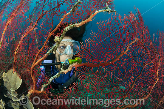Diver and Fan Coral photo Diver and Fan Coral photo