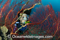 Diver and Fan Coral Photo - Gary Bell