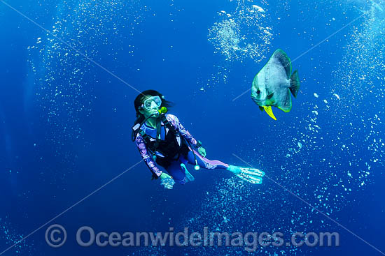 Diver and Batfish photo Diver and Batfish photo