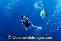 Diver and Batfish Photo - Gary Bell