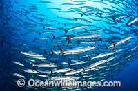 Schooling Chevron Barracuda Photo - Gary Bell