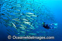 Schooling Chevron Barracuda Photo - Gary Bell