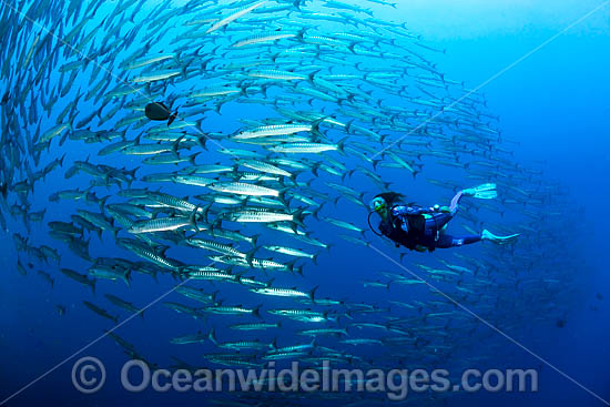 Diver and Chevron Barracuda photo Diver and Chevron Barracuda photo