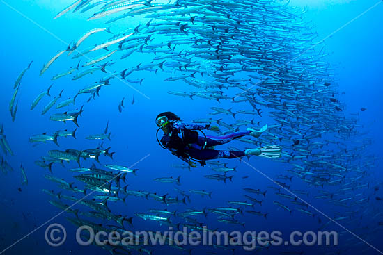 Schooling Chevron Barracuda photo Schooling Chevron Barracuda photo