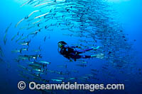 Schooling Chevron Barracuda Photo - Gary Bell