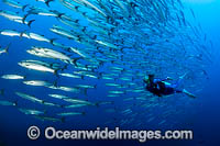Schooling Chevron Barracuda Photo - Gary Bell