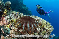 Crown-of-thorns Starfish Photo - Gary Bell