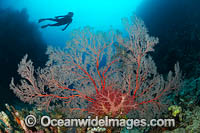 Colourful Coral Reef Photo - Gary Bell
