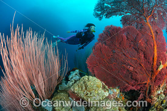 Diver and Corals photo