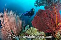 Diver and Corals Photo - Gary Bell