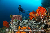 Diver and Barrel Sponge Photo - Gary Bell