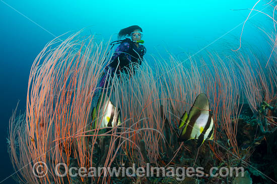 Diver and Batfish photo
