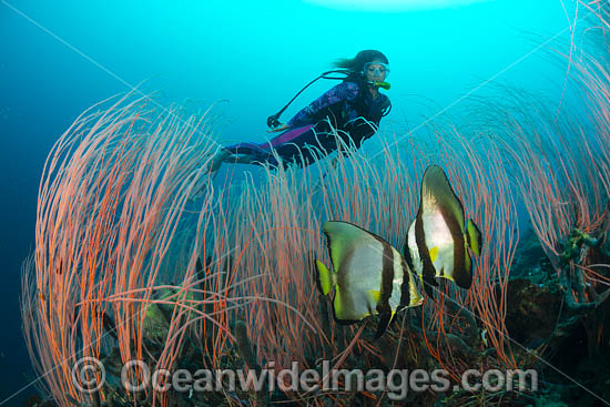 Diver and Batfish photo