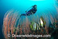 Diver and Batfish Photo - Gary Bell