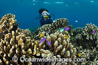 Diver Fish and Coral Photo - Gary Bell