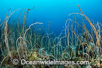 Whip Coral Photo - Gary Bell