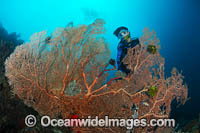 Scuba Diver and Fan Photo - Gary Bell