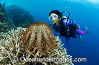 Crown-of-thorns Starfish Photo - Gary Bell