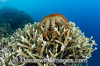 Crown-of-thorns Starfish Photo - Gary Bell