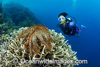Crown-of-thorns Starfish Photo - Gary Bell