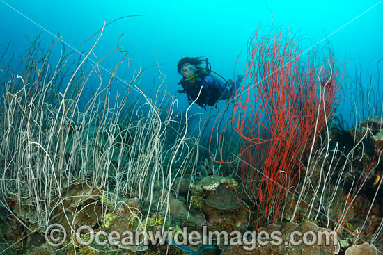 Diver and Whip Coral photo