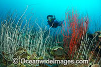 Diver and Whip Coral Photo - Gary Bell
