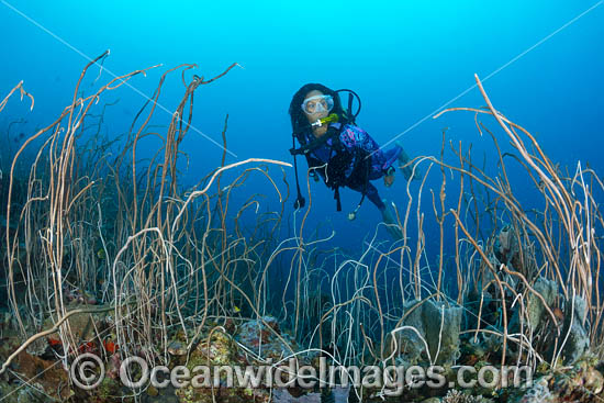 Diver and Whip Coral photo