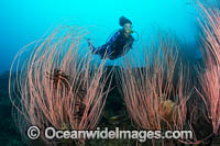 Diver and Whip Coral Photo - Gary Bell