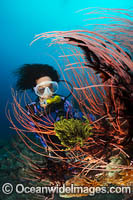 Diver and Whip Coral Photo - Gary Bell