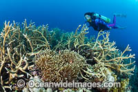 Diver and Anemonefish Photo - Gary Bell