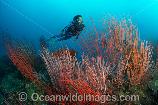 Diver and Sea Whips photo