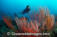 Diver and Sea Whips Photo - Gary Bell