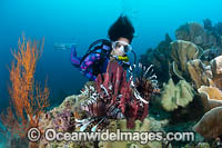 Diver and Whip Coral Photo - Gary Bell