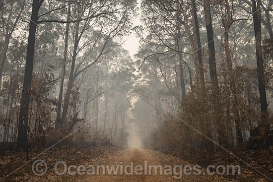 NSW Bushfires Australia photo NSW Bushfires Australia photo