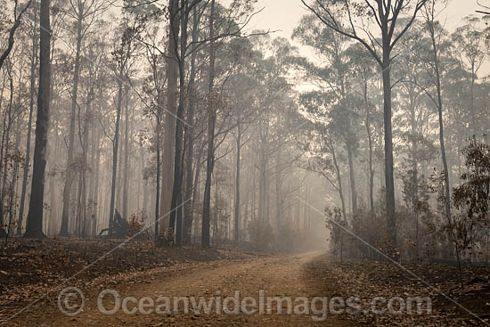 Australian Bushfires photo Australian Bushfires photo