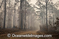 Australian Bushfires Photo - Gary Bell