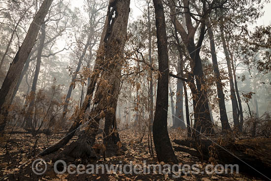 Bushfires Australia photo Bushfires Australia photo