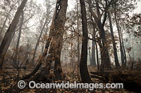 Bushfires Australia Photo - Gary Bell