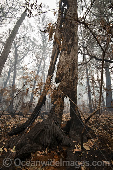 Bushfires Australia photo Bushfires Australia photo