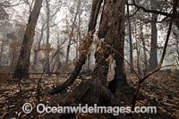 Australian Bushfires Photo - Gary Bell