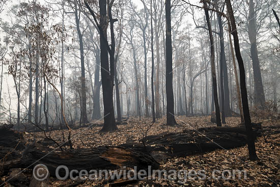 NSW Bushfires Australia photo NSW Bushfires Australia photo