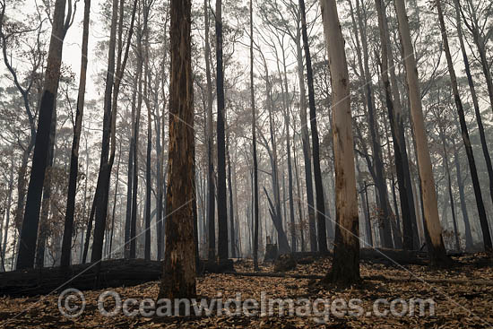 Australian Bushfires photo Australian Bushfires photo