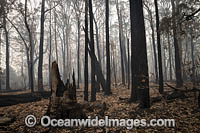 Bushfires Australia Photo - Gary Bell