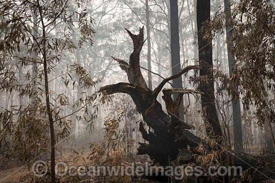 Australian Bushfires photo Australian Bushfires photo