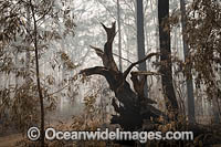 Australian Bushfires Photo - Gary Bell