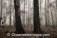 NSW Bushfires Australia Photo - Gary Bell