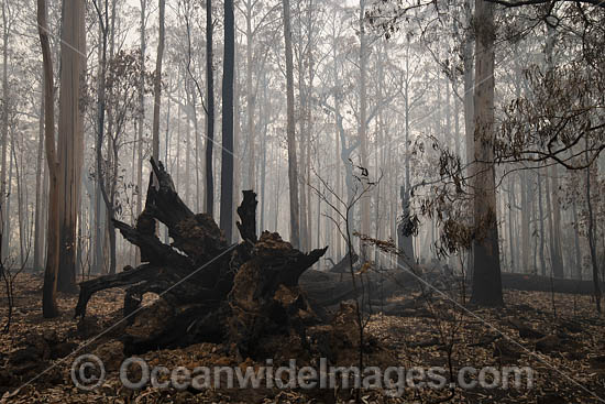 Australian Bushfires photo Australian Bushfires photo