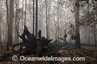 Australian Bushfires Photo - Gary Bell