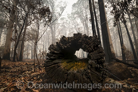 NSW Bushfires Australia photo NSW Bushfires Australia photo